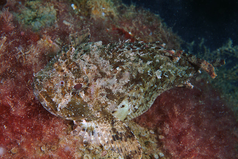 Scorpaena porcus a pancia piena